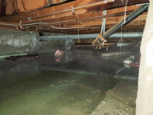 Trusted Earle, AR Water damage restoration Experts